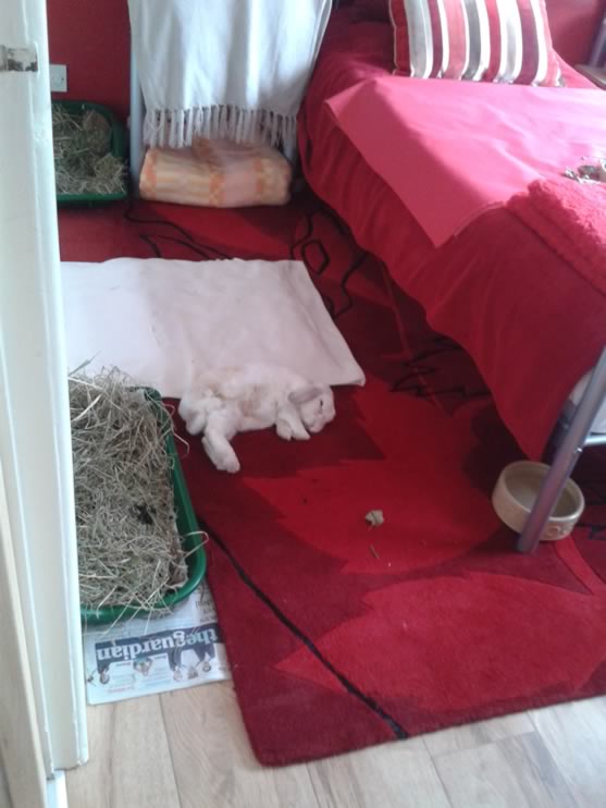 Rabbits-Slepping