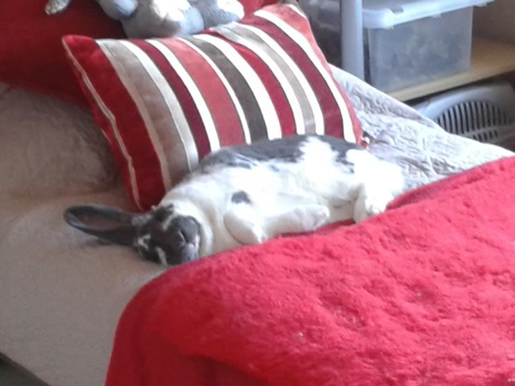Rabbits-Bed-Sleep