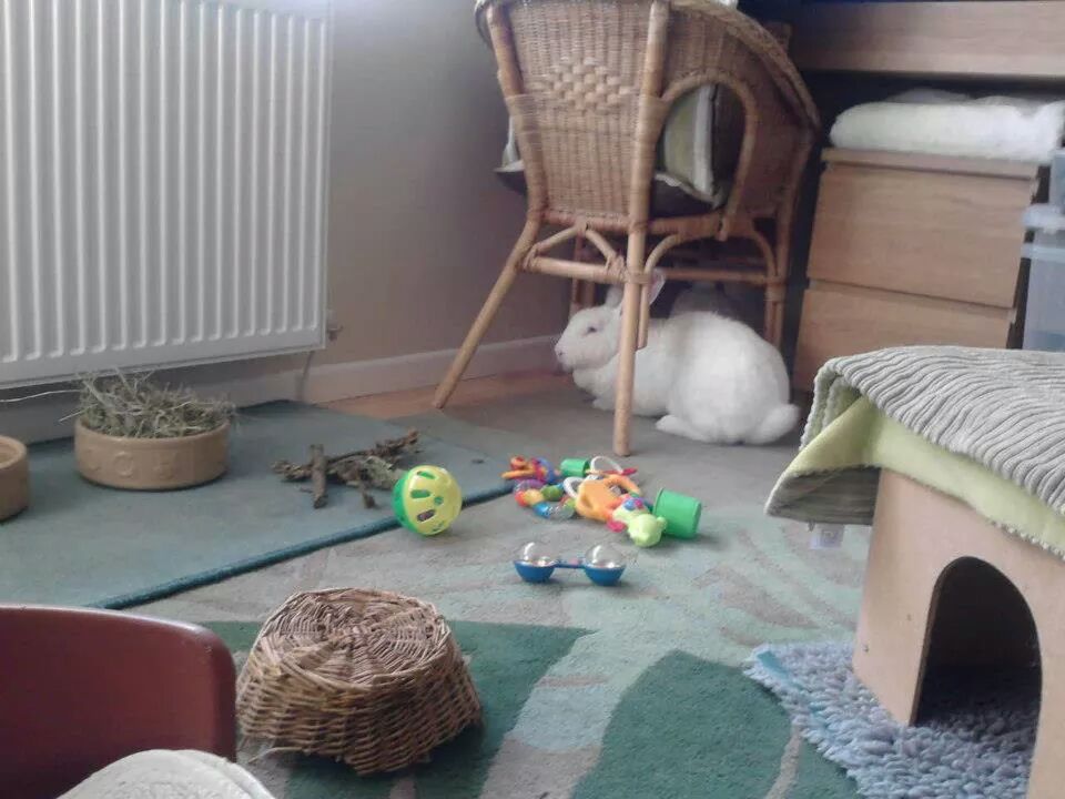 Rabbits_Playroom